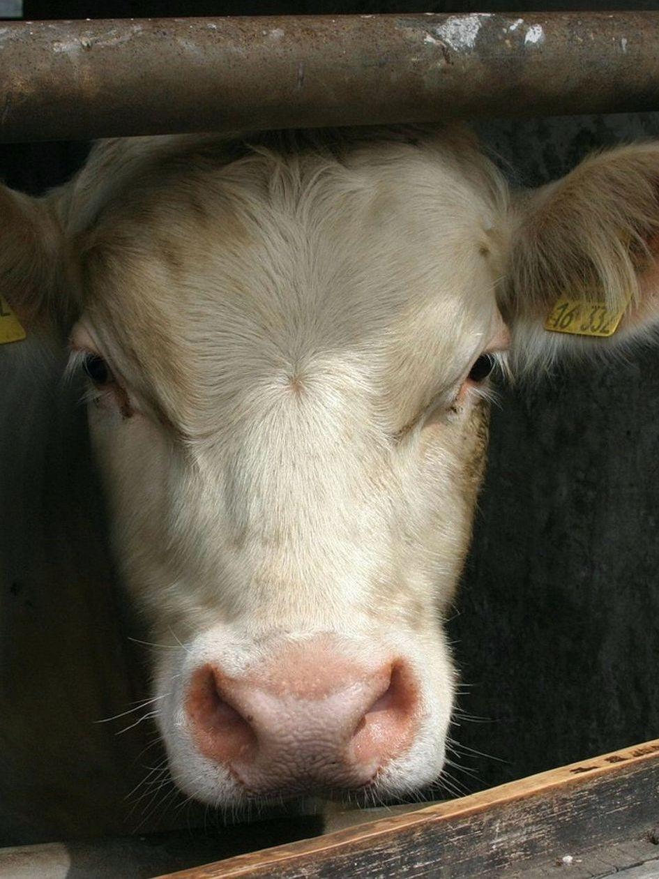 British Breeds