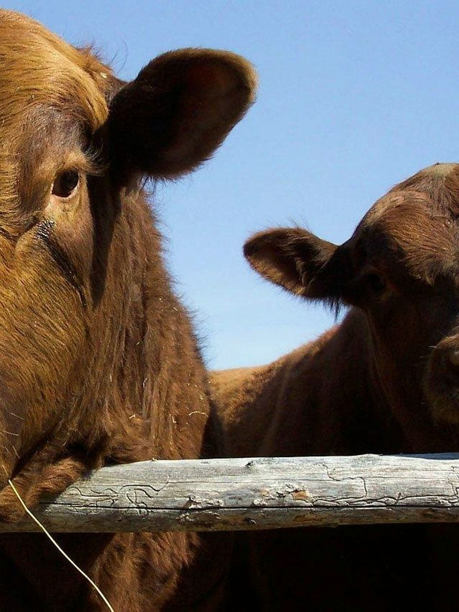 Nature reserves bulls